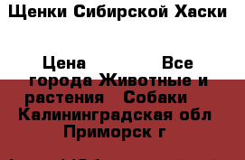 Щенки Сибирской Хаски › Цена ­ 20 000 - Все города Животные и растения » Собаки   . Калининградская обл.,Приморск г.